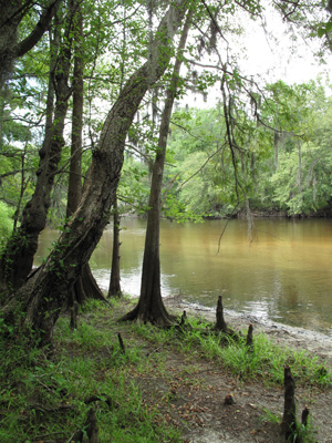 cypress swamp