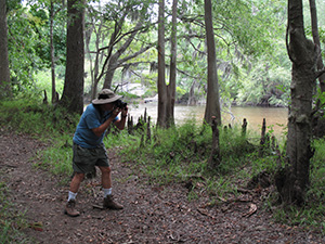 cypress swamp 2