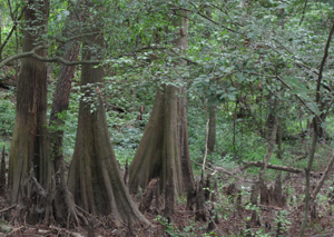 cypress swamp 3